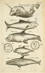 Dolphins, Illustration from 