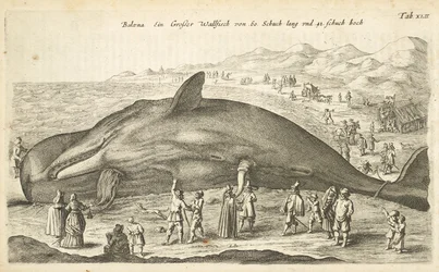 Whale, Illustration from 