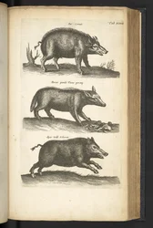 Wild Boar, Illustration from 