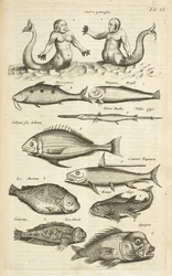Tab XL, Anthropomorphos; Mermaid; Merman; Tropical Fish, Illustration from 