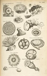 Marine life, Illustration from 