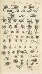 Scorpiones Terrestres, and Arachnids, Illustration from 