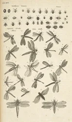 Dragonflies, Illustration from 