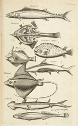 Fish species, Illustration from 