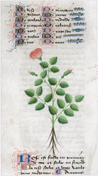 The Book of Simple Medicines - Translation into French from the 12th Century Latin Manuscript of Matthaeus Platearius, Physician in Salerno, Italy