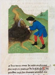 The Book of Simple Medicines - Translation into French from the 12th Century Latin Manuscript of Matthaeus Platearius