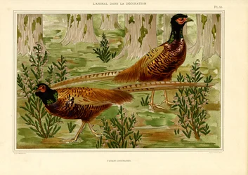 Naturalistic Pheasant Pair in Forest