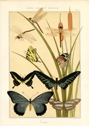 Nature Studies of Butterflies and Dragonflies