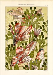 Stylized Fish Among Sea Plants
