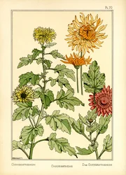 The Chrysanthemum