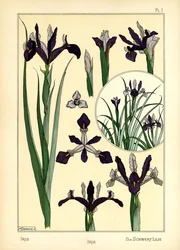 The Iris