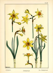 The Jonquil