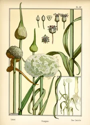 The Leek