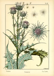 The Thistle