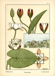 The Water Lily