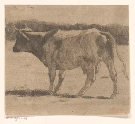 Cow in a Meadow