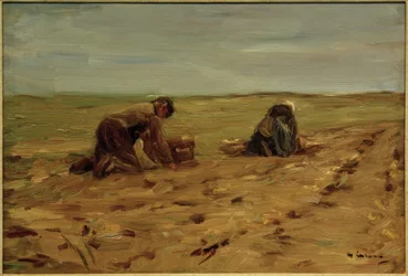 Potato Harvest in the Dunes