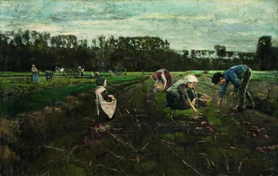 Potato Harvest