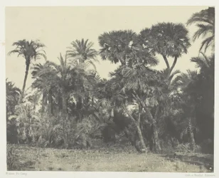 Bois de Dattiers et de Palmiers Doums, Haute-Egypte