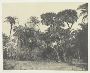 Bois de Dattiers et de Palmiers Doums, Haute-Egypte