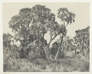 Doum Palms, Upper Egypt