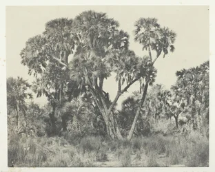 Palmiers Doums, Haute-Egypte