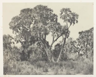 Doum Palms, Upper Egypt