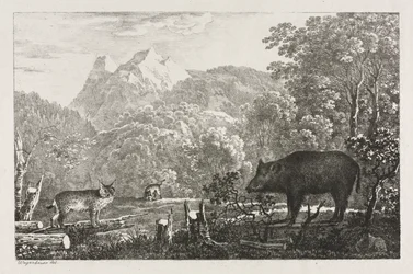Wild Boar, Wildcat and Lynx