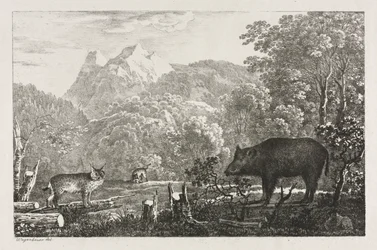 Wild Boar, Wildcat and Lynx