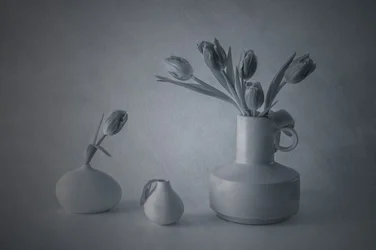Moody Still Life Tulips
