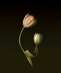 Muted Tulip Embrace
