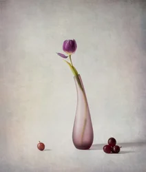 Purple Tulip Still Life