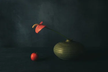 Red Anthurium Still Life
