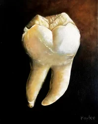 The molar, 2022