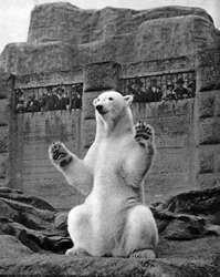 Polar Bear on the Mappin Terrace at London Zoo