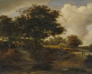 Forest Landscape