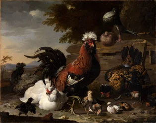 Peace in the Chicken Yard