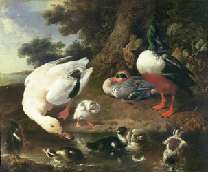 Farmyard ducks