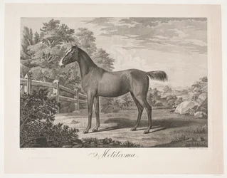 The Horse 