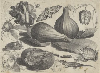 Study Sheet with Drawing Examples: Heads, Animals, and Fruits (series title: Drawing Examples)