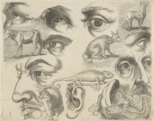 Study Sheet with Drawing Examples: Eyes, Heads, and Animals (Series Title: Drawing Examples)