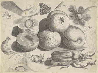 Study Sheet with Drawing Examples: Fruits, Animals, Insects, and Hands