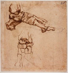 Anatomical Foot Study