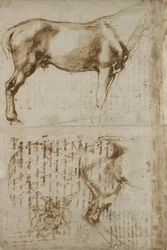 Anatomic Horse study, 1504