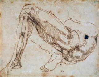 Study of a Leg