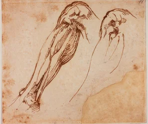 Two leg studies