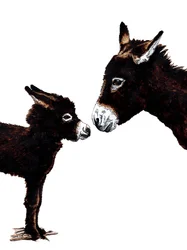 Donkey Mother and Baby on White