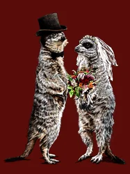 Married Meerkats on Red Oxide