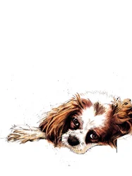 Meg the Spaniel on White, 2020