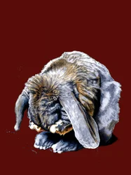 Rabbit Paws